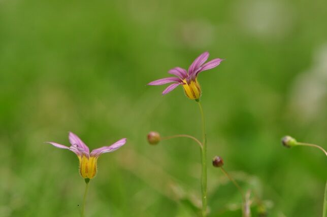 ニワゼキショウの仲間 花いろいろ ニワゼキショウの仲間 花いろいろ