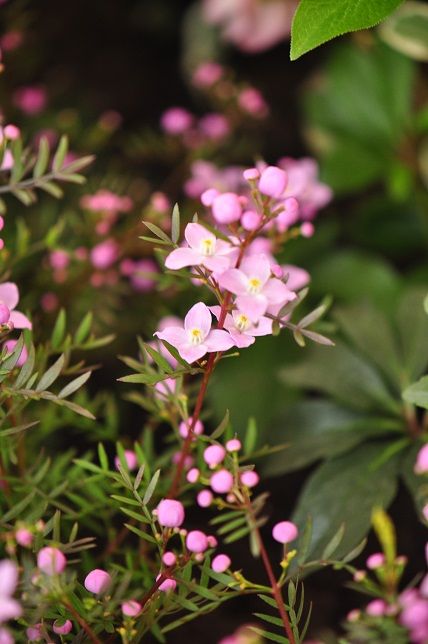 とても繊細で神経質な植物 ボロニア 花いろいろ とても繊細で神経質な植物 ボロニア 花いろいろ