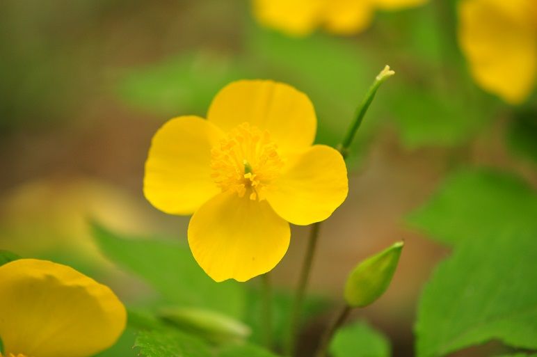 鮮黄色の綺麗な花 ヤマブキソウ 花いろいろ