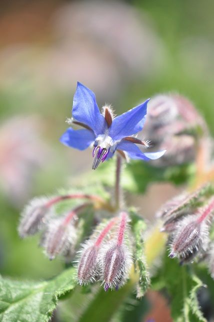ハーブの一種 ボリジ 花いろいろ ハーブの一種 ボリジ 花いろいろ
