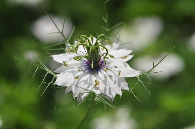 変わった形の花 ニゲラ 花いろいろ