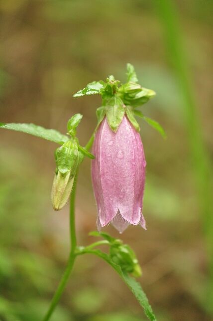 鐘状の花 ホタルブクロ 花いろいろ 鐘状の花 ホタルブクロ 花いろいろ
