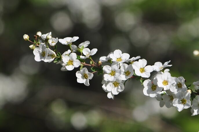 枝垂れる枝に真っ白の花 ユキヤナギ 花いろいろ