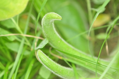 003150924ｱｸﾏﾉﾂﾒ04縮小