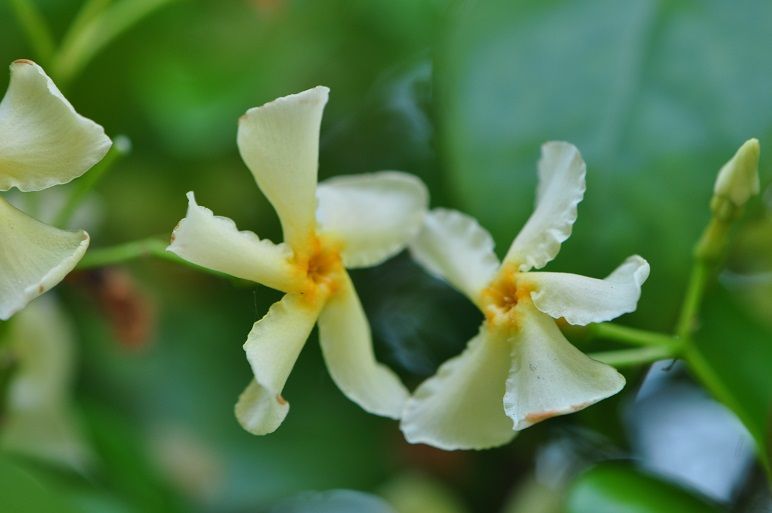 ジャスミンに似た芳香を放つ テイカカズラ 花いろいろ ジャスミンに似た芳香を放つ テイカカズラ 花いろいろ