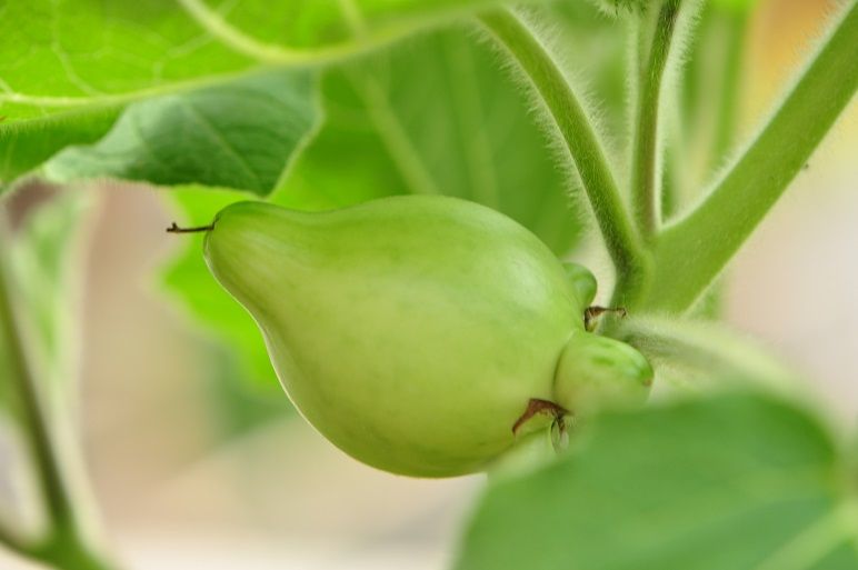 狐顔の面白い形の果実 フォックスフェイス 花いろいろ