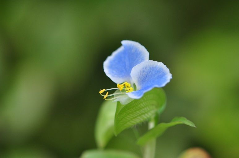 白い縁取りがお洒落な メガネツユクサ 花いろいろ 白い縁取りがお洒落な メガネツユクサ 花いろいろ