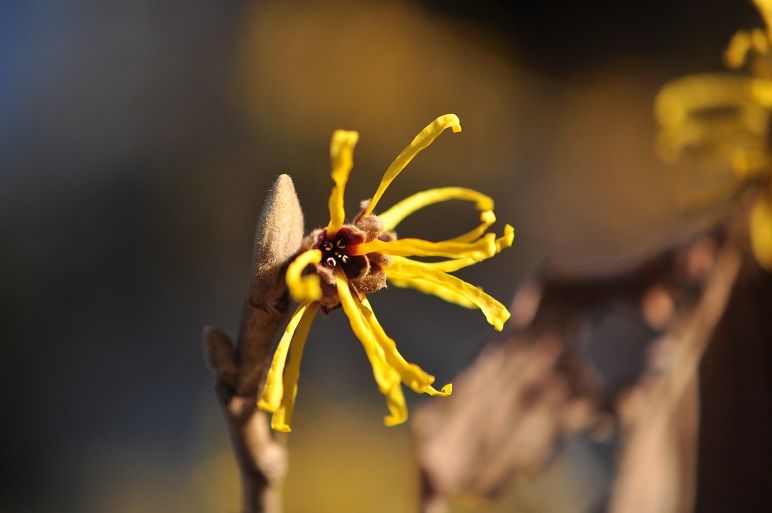 細長いヒモ状のちぢれた花 マンサク 花いろいろ