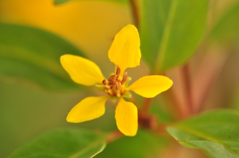 鮮やかな黄色い花 コウシュンカズラ 花いろいろ 鮮やかな黄色い花 コウシュンカズラ 花いろいろ