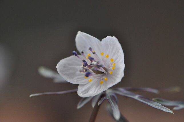 早春に咲く可憐な花 セツブンソウ 花いろいろ 早春に咲く可憐な花 セツブンソウ 花いろいろ