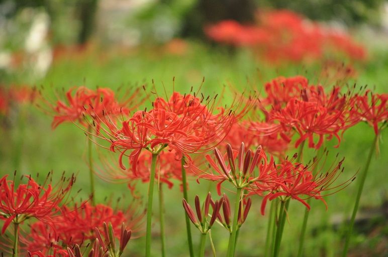 花と葉が同時に見れない ヒガンバナ その１ 花いろいろ