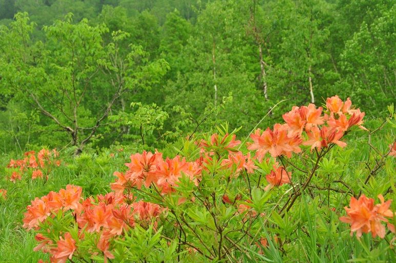 レンゲツツジ 花いろいろ