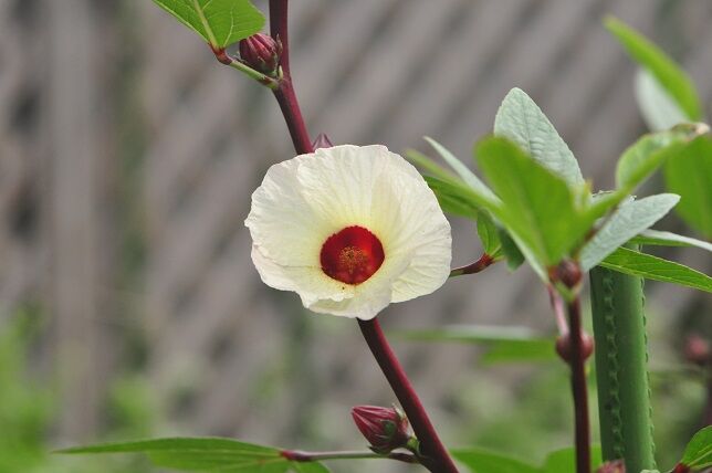 オクラの花に似た ハイビスカスローゼル 花いろいろ オクラの花に似た ハイビスカスローゼル 花いろいろ