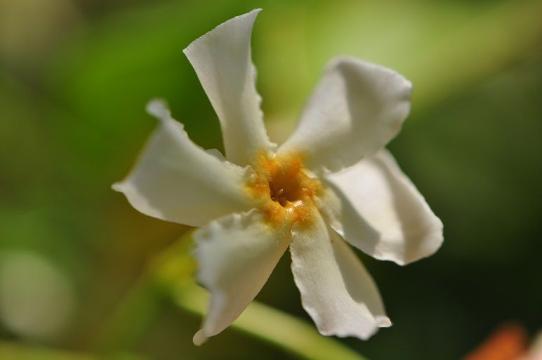 ジャスミンに似た芳香を放つ テイカカズラ 花いろいろ ジャスミンに似た芳香を放つ テイカカズラ 花いろいろ