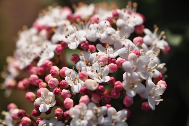 魅力的な青色の実がなる ビバーナムティヌス 花いろいろ 魅力的な青色の実がなる ビバーナムティヌス 花いろいろ