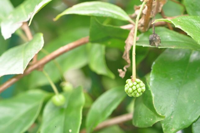 趣のある美しい果実 ビナンカズラ 花いろいろ 趣のある美しい果実 ビナンカズラ 花いろいろ