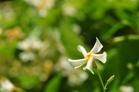 綺麗な形の花だけど毒性のある テイカカズラ 花いろいろ 綺麗な形の花だけど毒性のある テイカカズラ 花いろいろ