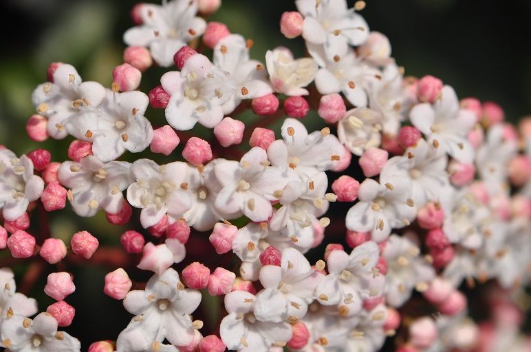 魅力的な青色の実がなる ビバーナムティヌス 花いろいろ 魅力的な青色の実がなる ビバーナムティヌス 花いろいろ