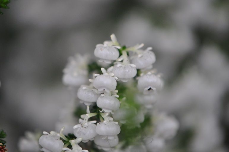 扁平な白い壺形の花 スズランエリカ 花いろいろ