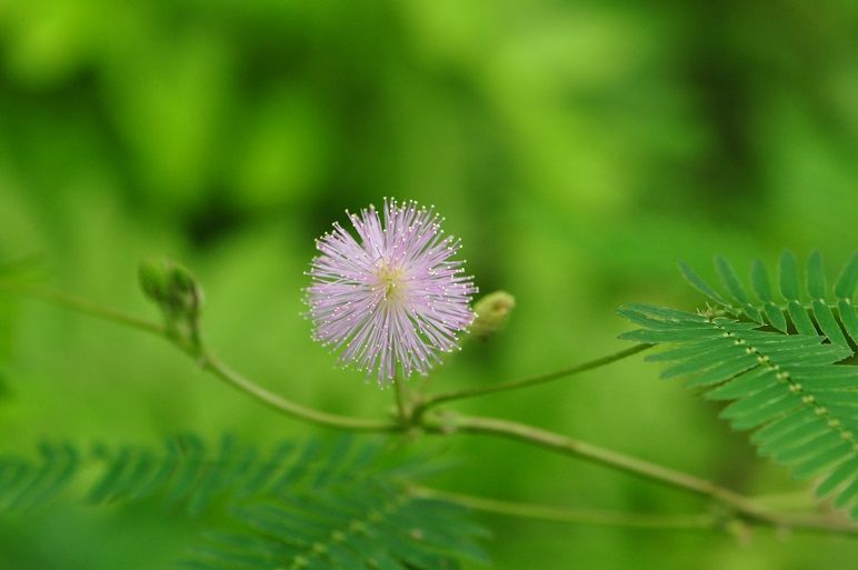 礼儀正しい オジギソウ 花いろいろ 礼儀正しい オジギソウ 花いろいろ