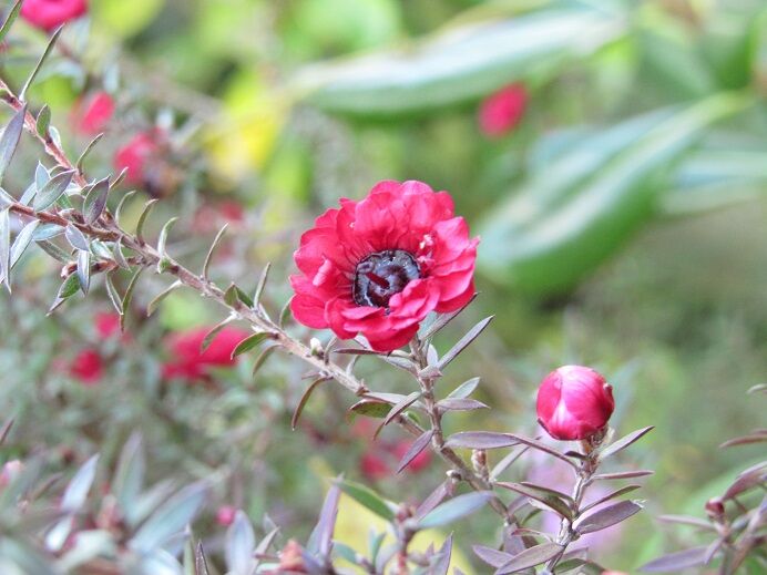 薬用植物として利用される ギョリュウバイ 花いろいろ