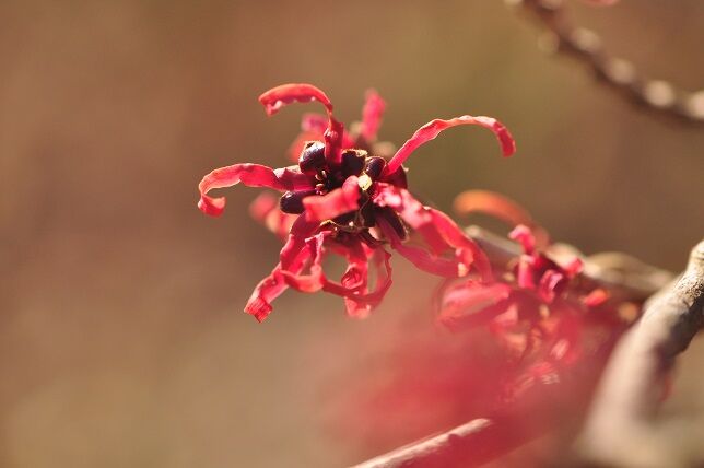 春の到来を告げる花 その５ ベニバナマンサク 花いろいろ