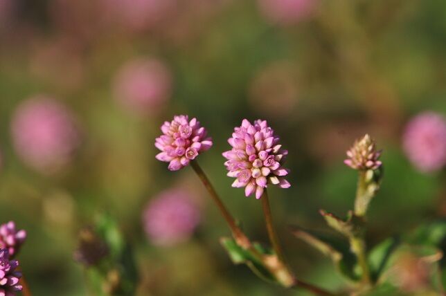 金平糖のような形の ヒメツルソバ 花いろいろ 金平糖のような形の ヒメツルソバ 花いろいろ