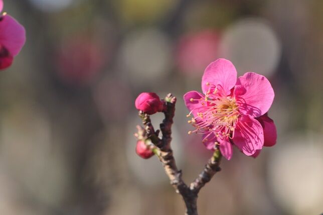 以外と多い梅の別名 紅梅 花いろいろ