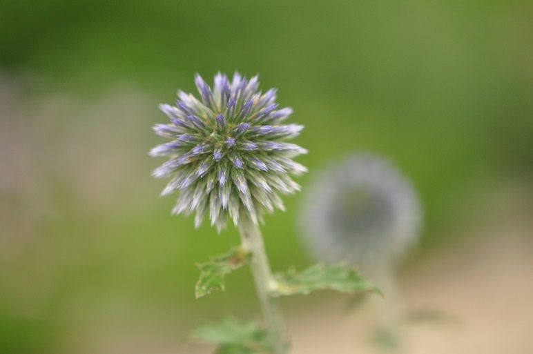 ハリネズミのような エキノプス 花いろいろ ハリネズミのような エキノプス 花いろいろ