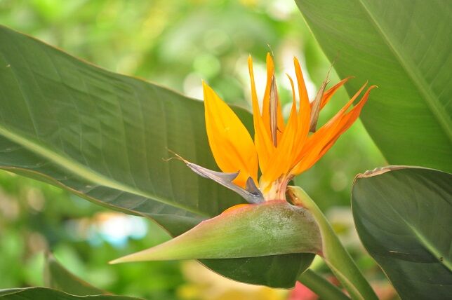 実にユニークな形の ゴクラクチョウカ 花いろいろ