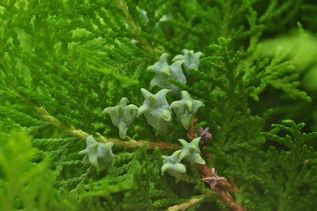 角状に尖ってそり返った果実 コノテガシワ 花いろいろ 角状に尖ってそり返った果実 コノテガシワ 花いろいろ