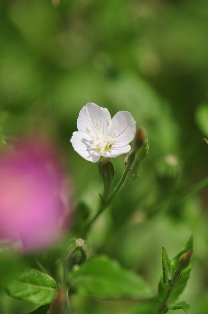 種子の撒布が面白い アカバナユウゲショウ 花いろいろ