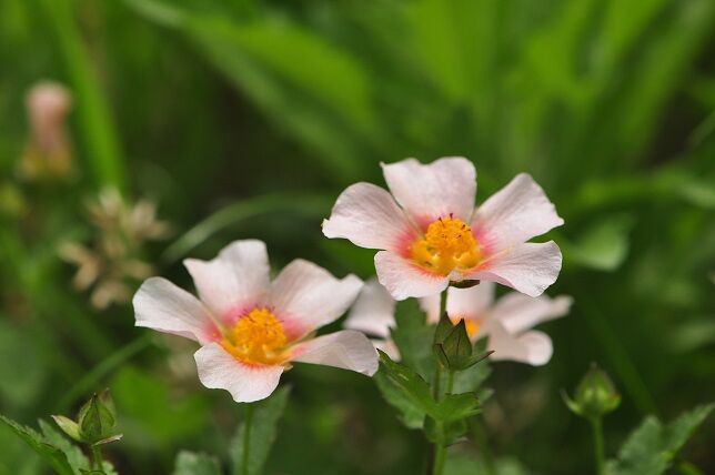 花終わり ガーデニング マルバストラム 地植え 山野草 耐寒 花色がやさしい 草花 鉢植え 早割クーポン 花色がやさしい