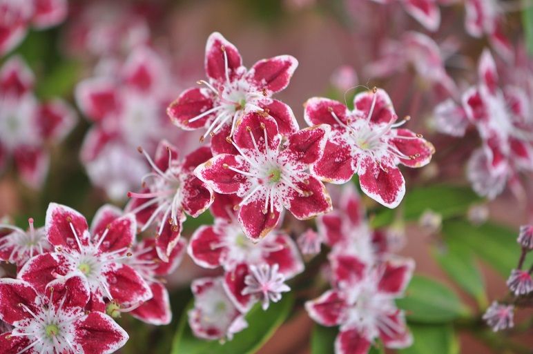 カルミア 第二弾 花いろいろ カルミア 第二弾 花いろいろ