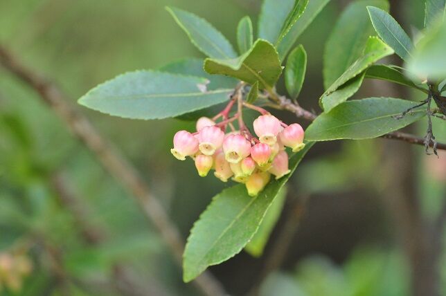 ヤマモモのような果実 イチゴノキ 花いろいろ