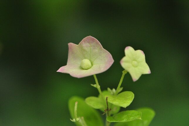 面白い形の花 チャイニーズハット 花いろいろ