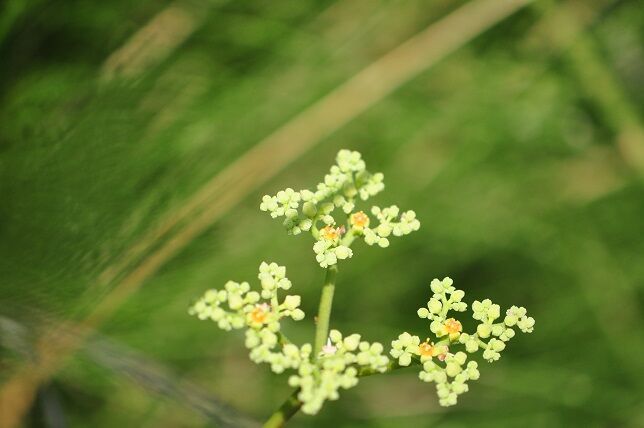 藪を枯らすことはない ヤブガラシ 花いろいろ