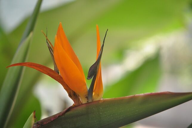 実にユニークな形の ゴクラクチョウカ 花いろいろ