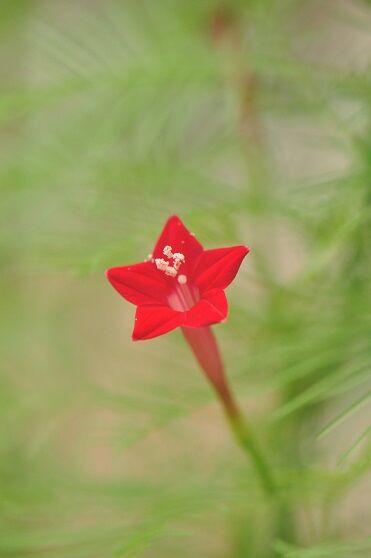 糸のように細い葉 ルコウソウ 花いろいろ