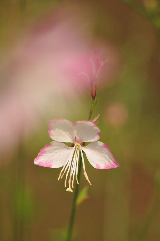 清楚で可憐な ガウラ 花いろいろ
