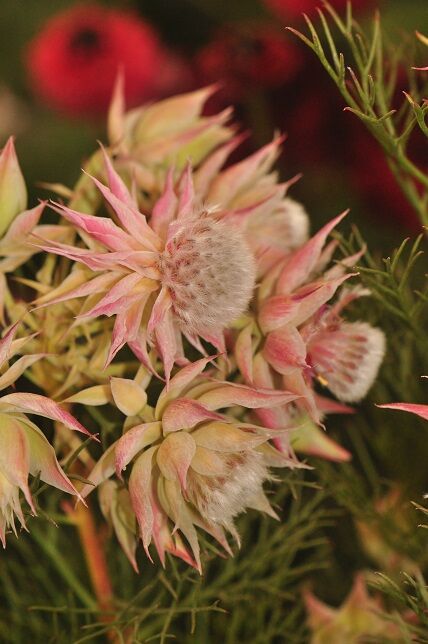 繊細な雰囲気の セルリア 花いろいろ