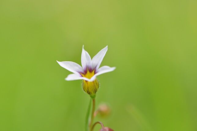 ニワゼキショウの仲間 花いろいろ