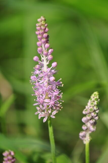 可愛らしい穂状の花 ツルボ 花いろいろ 可愛らしい穂状の花 ツルボ 花いろいろ