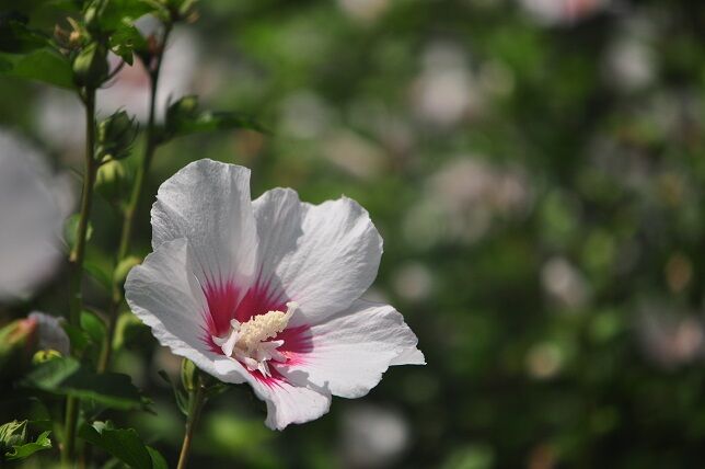 韓国の国花 ムクゲ 花いろいろ