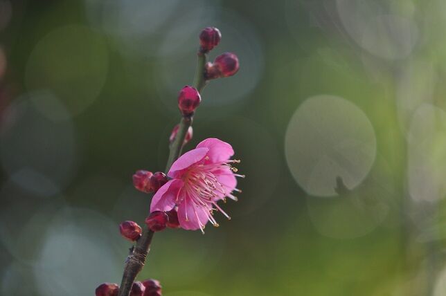 以外と多い梅の別名 紅梅 花いろいろ