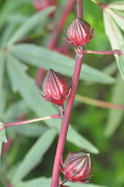 オクラの花に似た ハイビスカスローゼル 花いろいろ