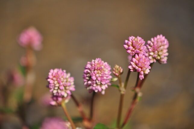 金平糖のような形の ヒメツルソバ 花いろいろ 金平糖のような形の ヒメツルソバ 花いろいろ