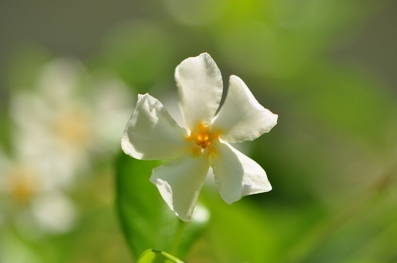 ジャスミンに似た芳香を放つ テイカカズラ 花いろいろ ジャスミンに似た芳香を放つ テイカカズラ 花いろいろ
