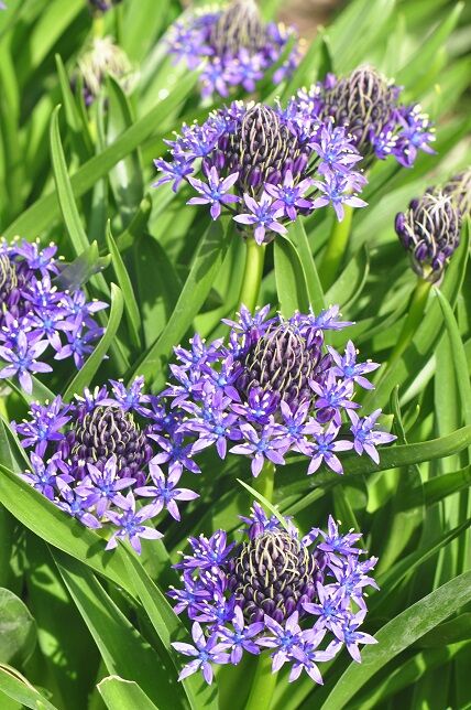 青紫色が綺麗な シラー 花いろいろ 青紫色が綺麗な シラー 花いろいろ