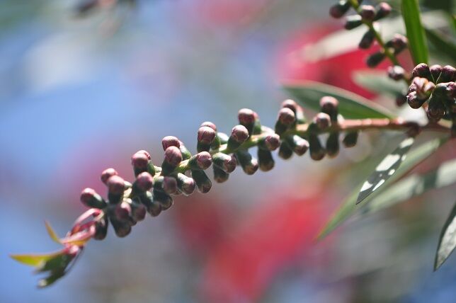 花の形がブラシのような ボトルブラシ 花いろいろ 花の形がブラシのような ボトルブラシ 花いろいろ